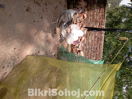 Turkey Rare Color chickens